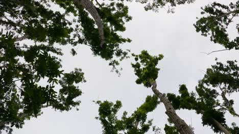 mirando hacia los árboles con troncos altos y delgados en un bosque sombrío