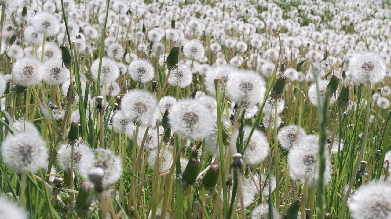 Fluffy Seeds dandelions Flying Over the Clearing. Shot on super slow motion camera 1000 fps