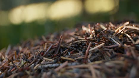 Anthill-top-close-up-sunny