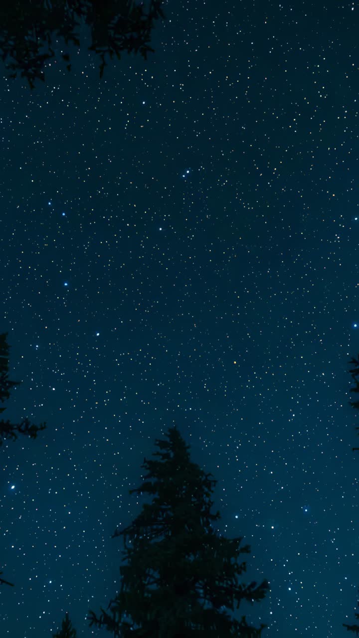 Vertical video: Tilting camera revealing tall evergreen silhouette at forest edge, dense starfield