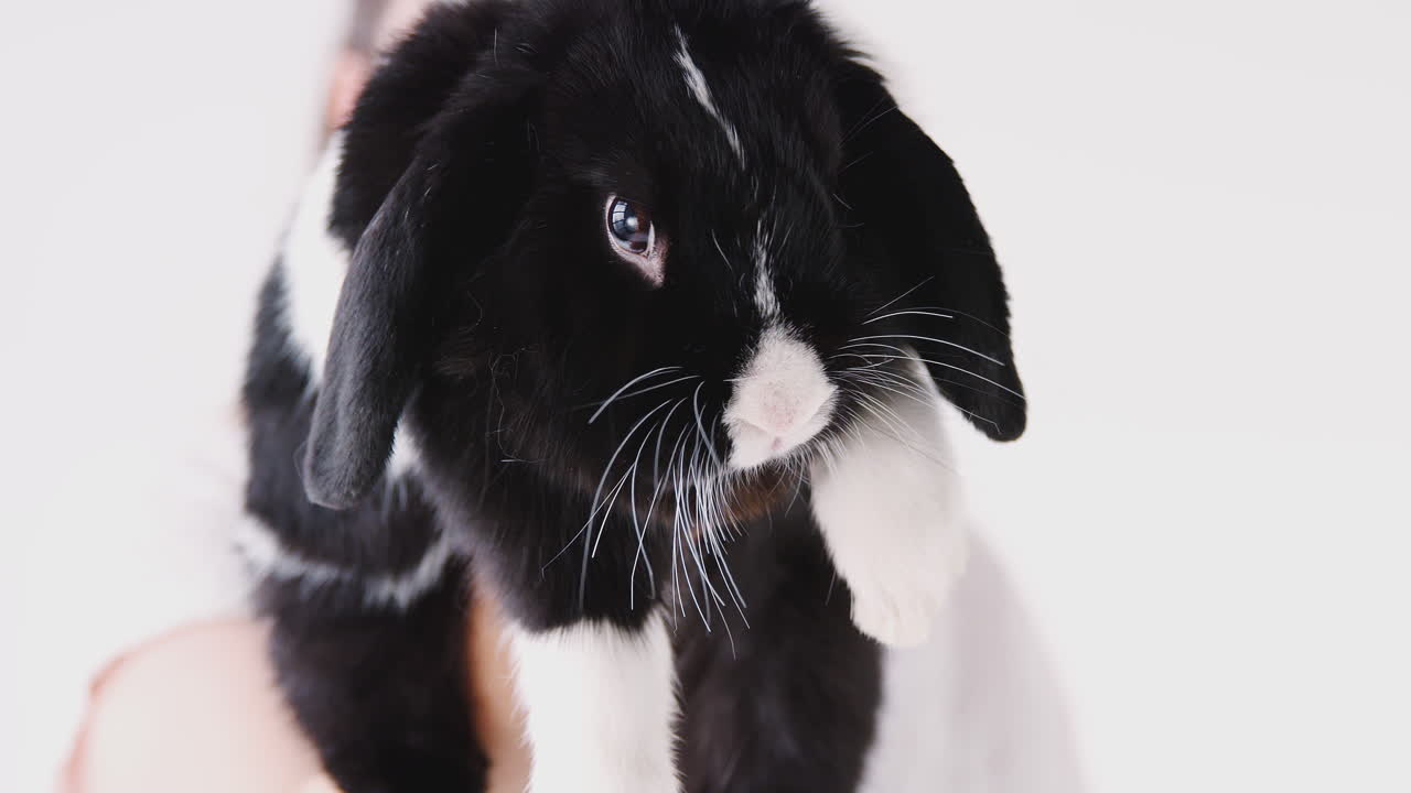 백색 배경 에 소형 검은색 과 색 의 플롭 귀 토끼 를 들고 있는 아이 의 근접 사진