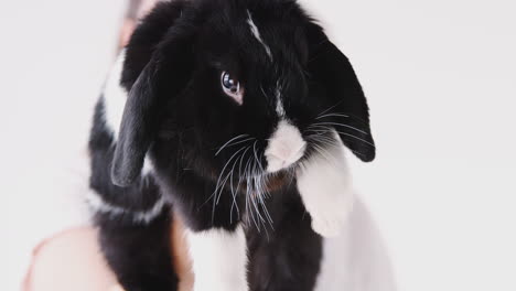 close up of child holding miniature black and white flop eared rabbit on white background