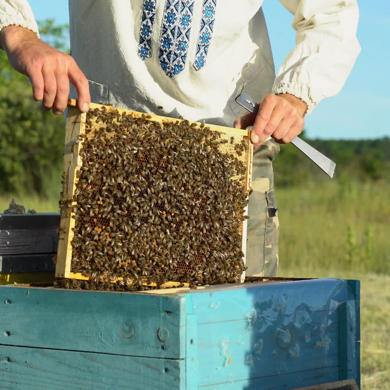 Beekeeper is working with bees and beehives on the apiary. Bees on honeycombs