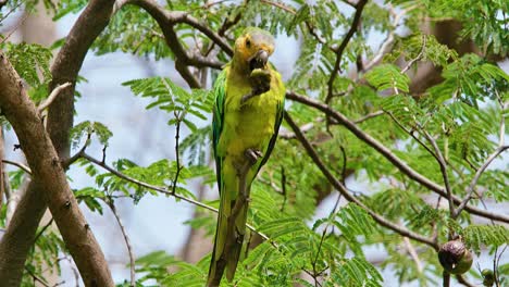 4k static shot of beautiful brown throated parakeet perched on a tree, feeding - close up