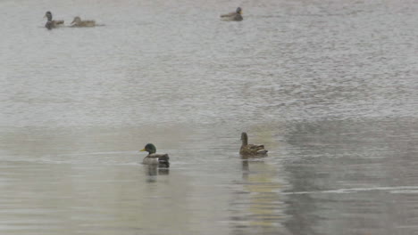ducks near the mouth of saco river in maine during heavy snowfall in mid-winter. slow motion. clip d.