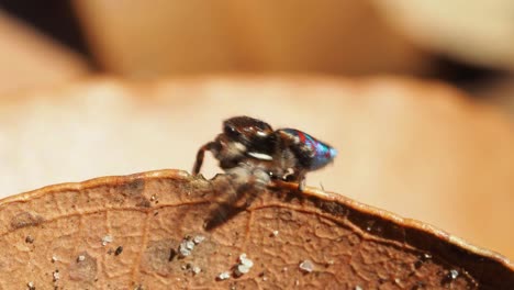 colourful male peacock spider struggling to lift heavy prey