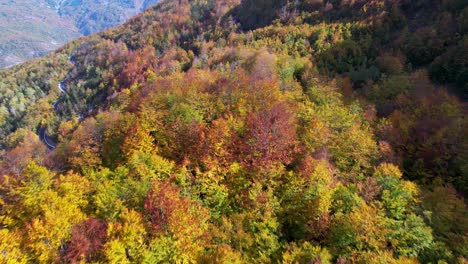Alpine-road-inside-the-dense-wild-forest-with-colorful-trees-in-Autumn,-aerial-drone-video