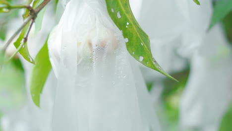 Water-apple-tree-with-fruits-wrapped-in-plastic-bags-as-organic-pest-control