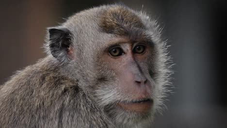 primer plano extremo del macaco comedor de cangrejos, macaco de cola larga, primate cercopithecine nativo del sudeste asiático cara expresiva