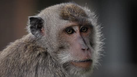 extreme close up of crab-eating macaque , long-tailed macaque, cercopithecine primate native to southeast asia expressive face