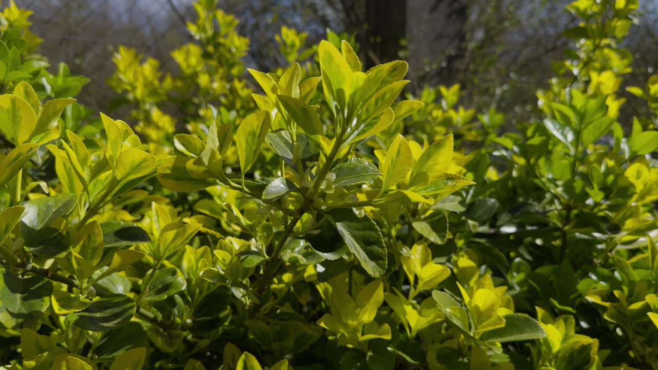 Beautiful Bush With Yellow And Green Leaves In The Sunlight Moved By Breeze