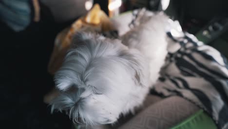 Cute-curious-happy-maltese-dog-sniffing-the-camera-in-his-bed-in-slow-motion