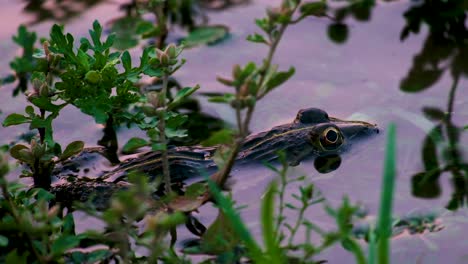 fotografía de cerca de una rana en el agua rodeada de malezas