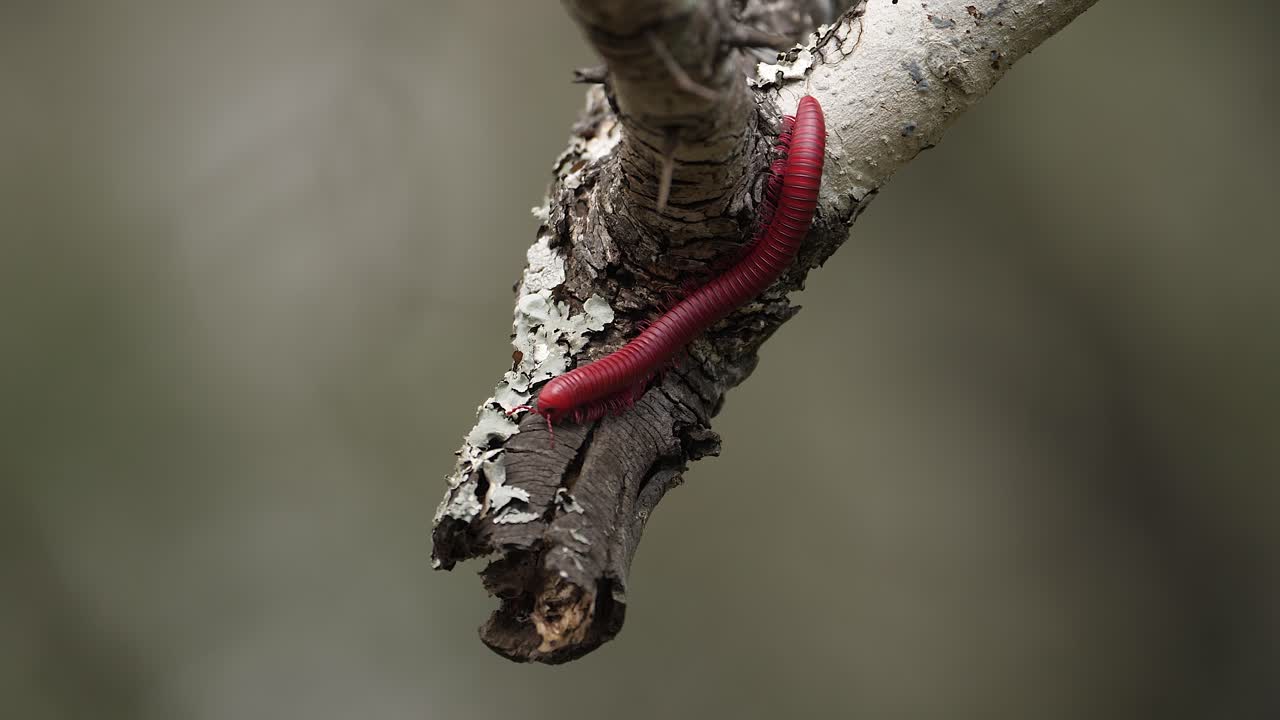 macro: impresionante milpiés rojo segmentado explora el final de la rama del árbol