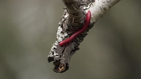 macro: stunning segmented red millipede explores end of tree branch