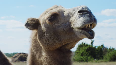 close up of brown furry camel digesting food on a warm summers day surrounded by blue skies and green bushes