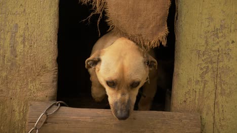 young scared puppy coming out of her dog house and slowly approaching human for care and food