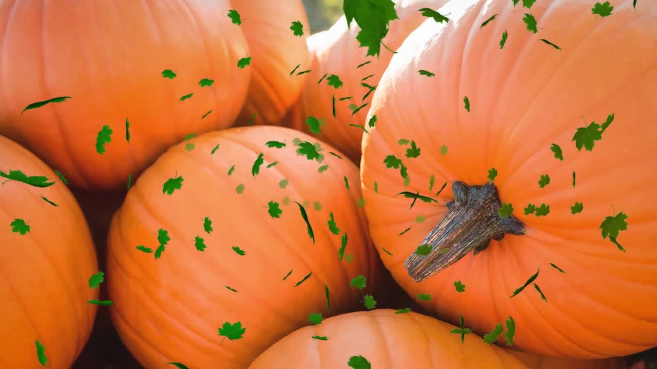 animación de las hojas de otoño que caen sobre el campo de calabazas