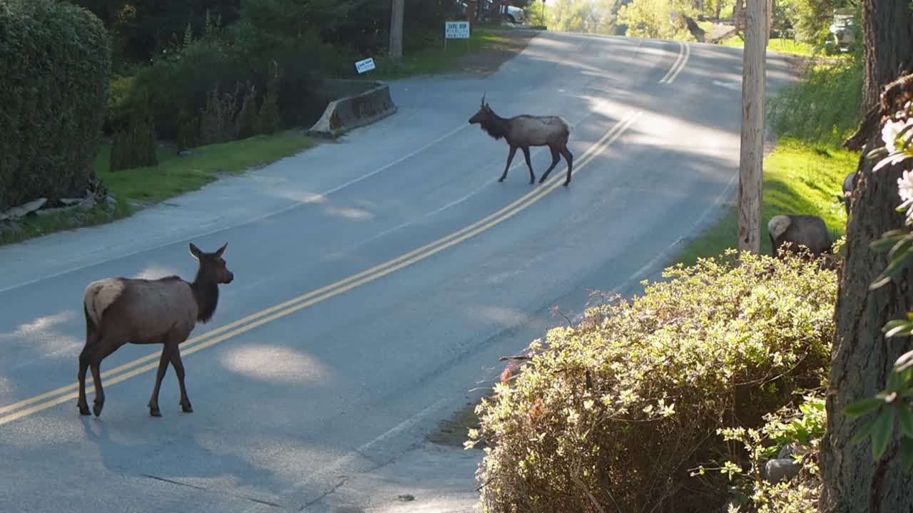 youbou라는 브리티시 컬럼비아의 작은 마을에서 도로에 엘크