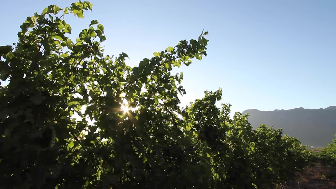 Vineyards in wine growing region of south africa
