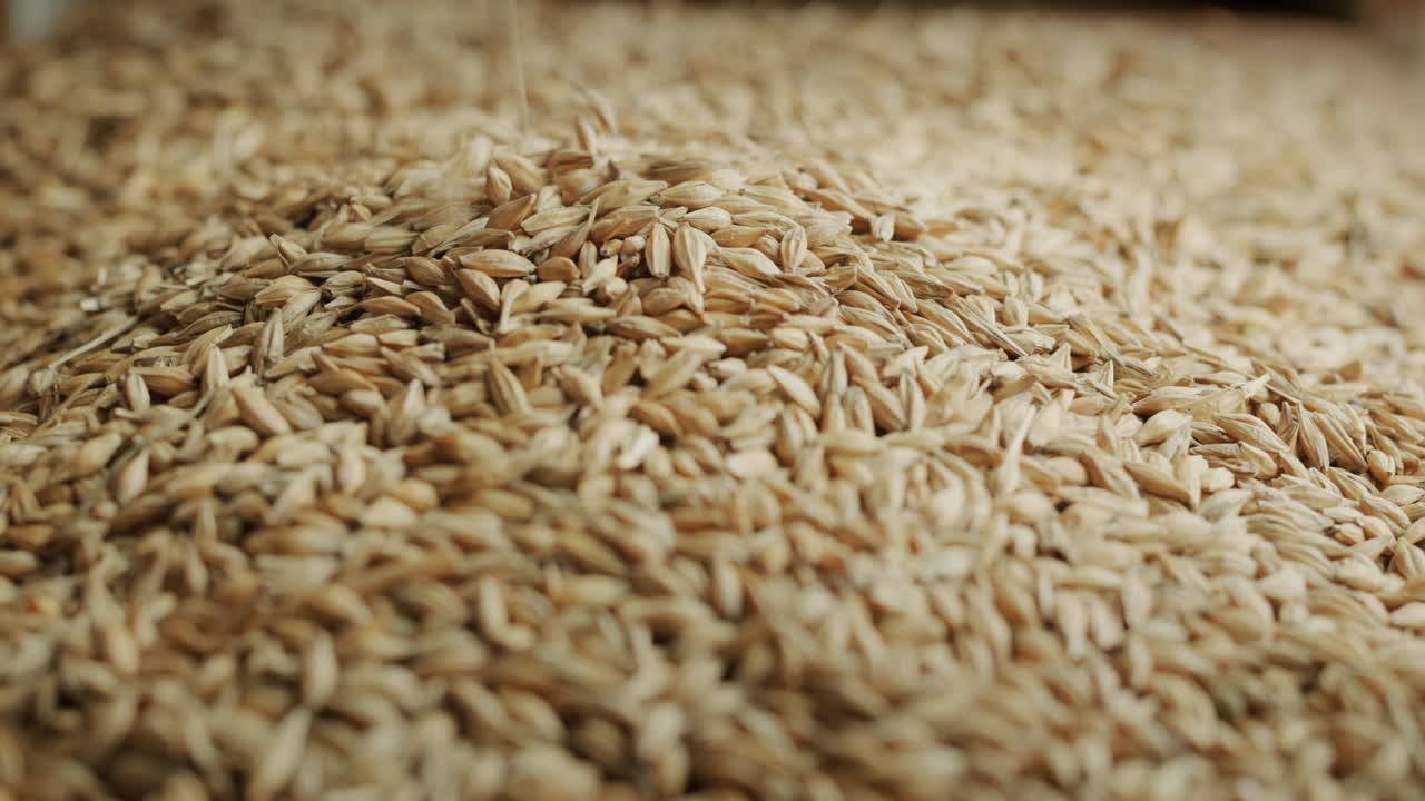 보리가 더미에 쏟아지고 있다