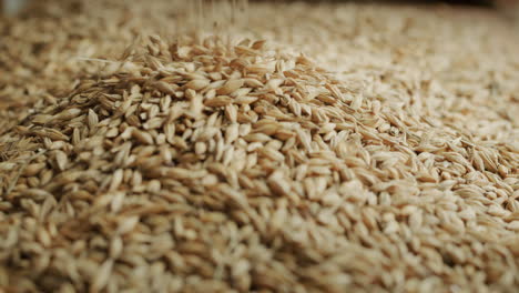 Barley-is-being-poured-into-a-heap