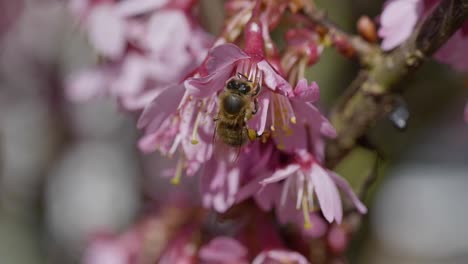 majestic close up of wild bee sucking pollen of pink flower during sunny spring day