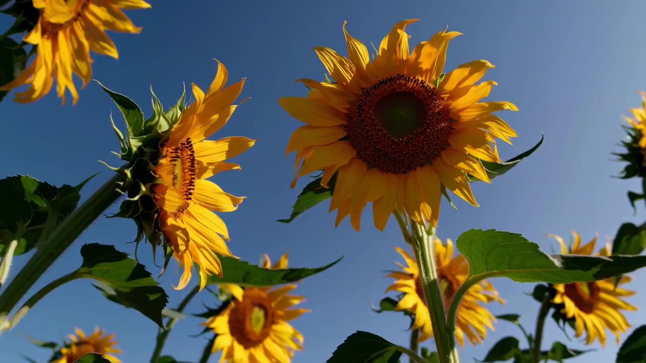 Girasoles amarillos brillantes meciéndose bajo un cielo azul claro
