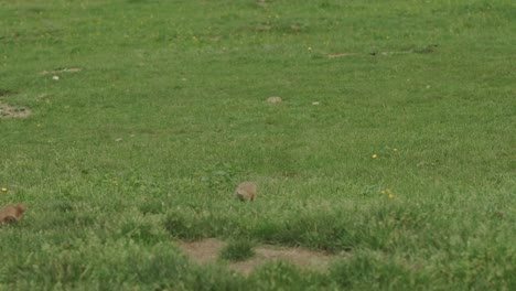 Marmotas-Corriendo-En-La-Hierba-En-Una-Colina