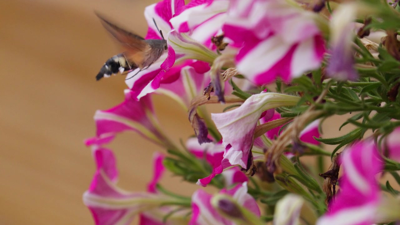 Hummingbird hawk moth feeds among vivid pink and white petunia flowers before pulling back and moving to next, telephoto closeup details as proboscis curves coiling