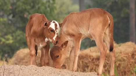 young domestic cows in sand