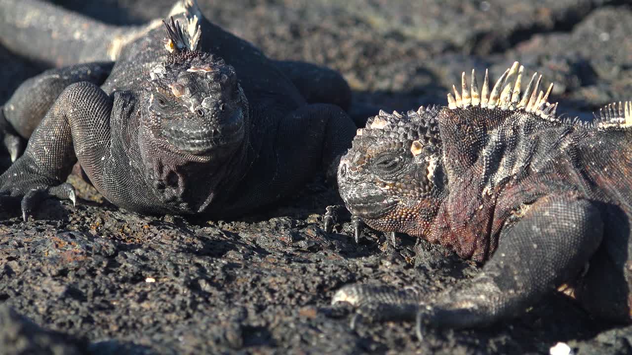 una iguana marina mira hacia el océano en las islas galápagos 1