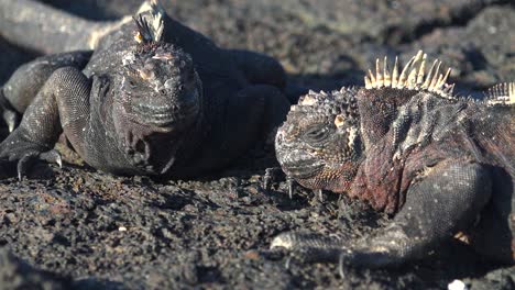 Ein-Meerechse-Blickt-Auf-Den-Galapagos-Inseln-über-Das-Meer-1