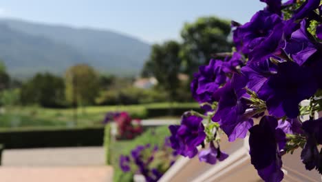 flores púrpuras vibrantes con un paisaje montañoso como telón de fondo