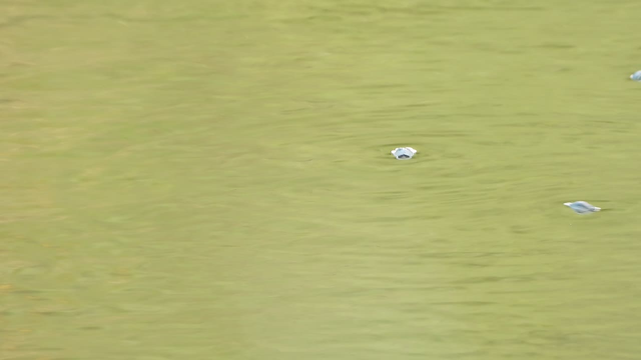 연못에 있는 물매벌레 - 수영