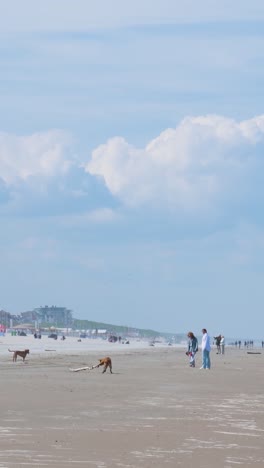 beach day with dogs