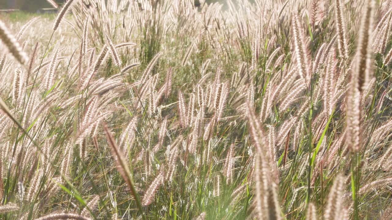 장식용 잔디 씨앗 머리가 빛나고 흔들리며 부드러운 백라이트 저녁 햇빛에 의해 조명됩니다.