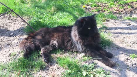 Big-black-cat-lie-on-the-ground