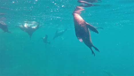 Leones-Marinos-De-Baja-California-Bajo-El-Agua-San-Pedro-Martir-Todos-Bucean-Al-Mismo-Tiempo