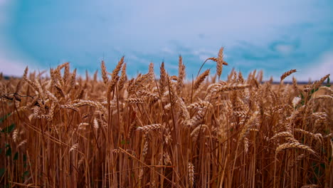 ripe wheat field under blue sky. ears of wheat swaying in wind. agricultural plants at harvest season. harvest and harvesting concept.