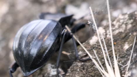 camera following a black beetle in the surface of a tree branch, macro shot close up view