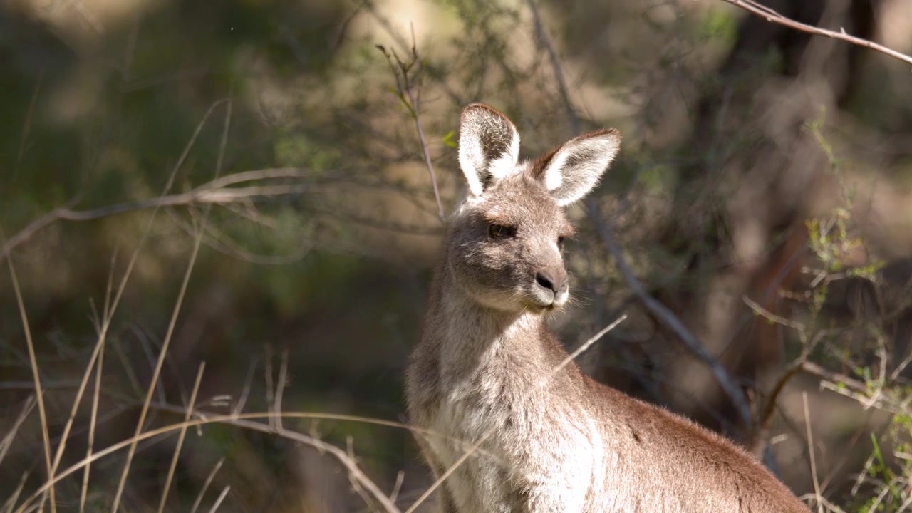 Primo piano di un canguro grigio orientale che osserva l'ambiente circostante nel Parco Nazionale di Warrumbungle, Australia
