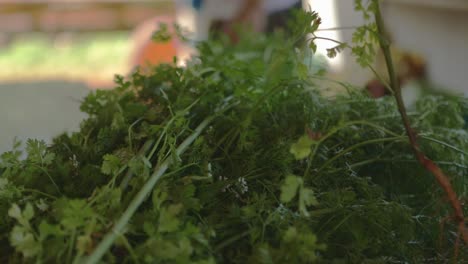 close up shot of a bundle of harvested cilantro in a produce farm