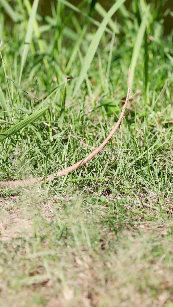 un lagarto corre rápidamente a través de la hierba verde.