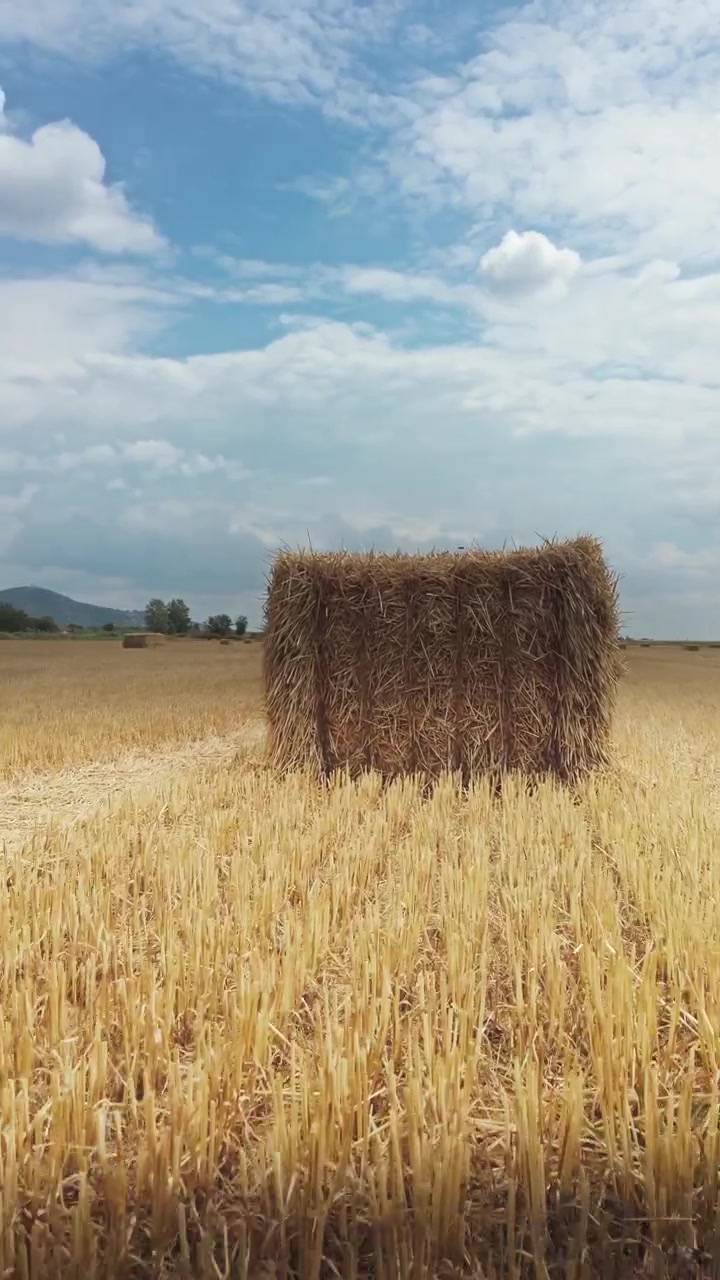 Kırsal alanda, hasat edilmiş altın sarısı buğday tarlasına dağılmış kare saman balyalarının, nostaljik bir vintage film görünümü, sıcak retro renkler ve mavi yaz gökyüzü içeren dikey videosu