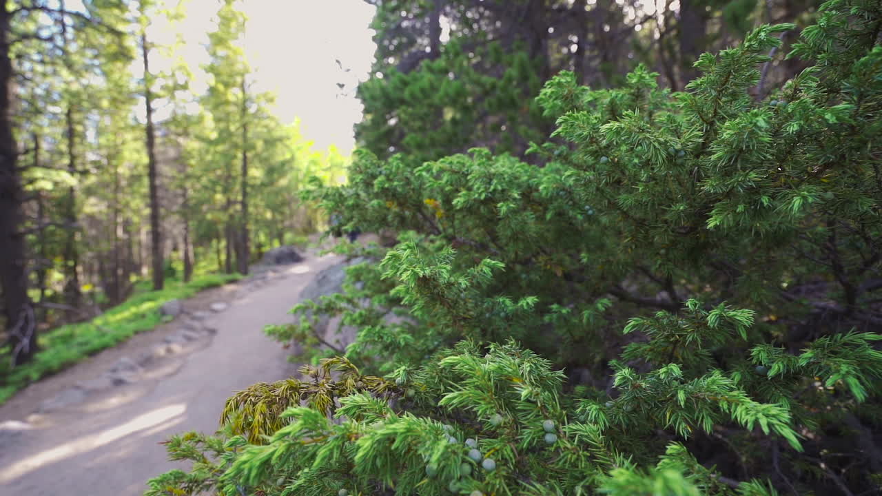 나무 가지 뒤에 등산객을 드러내는 슬로우 모션