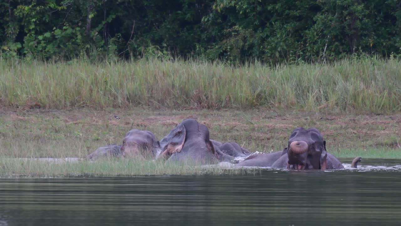 los elefantes asiáticos están en peligro y esta manada se divierte jugando y bañándose en un lago en el parque nacional khao yai