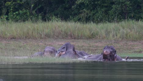 the asiatic elephants are endangered and this herd is having a good time playing and bathing in a lake at khao yai national park