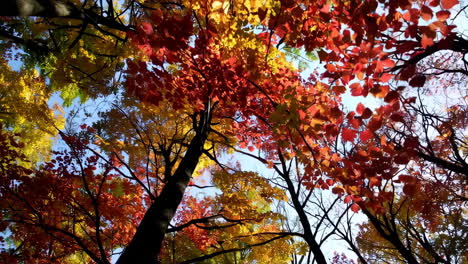 el dosel del bosque de otoño