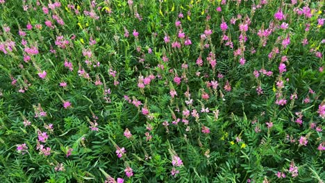 vibrant display of pink wildflowers in abundant greenery showcasing nature's beauty and diversity during the blooming season, captured in two stunning frames